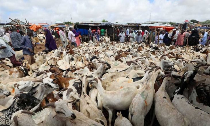 توقف واردات دول الخليج من الماشية الصومالية