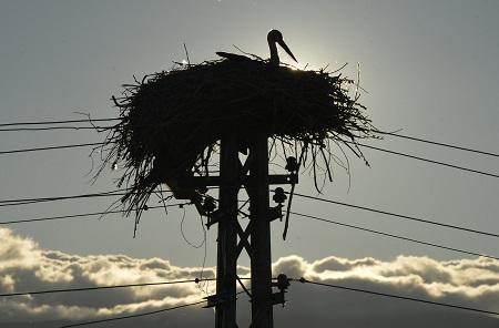 تشيزي تكشف براءة الطائر من انقطاع الكهرباء