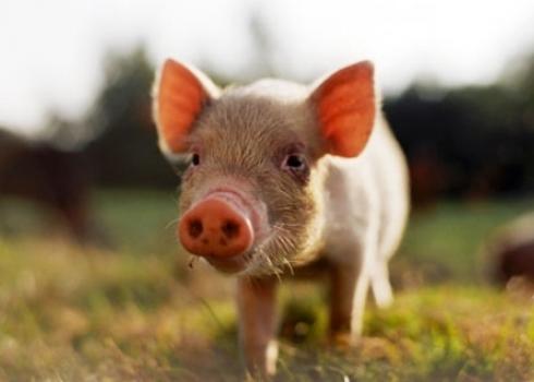 إيطاليا تكتشف اول إصابة بحمى الخنازير