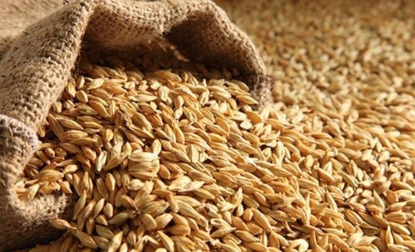 الصناعة: عطاء لشراء 340 ألف طن من القمح والشعير