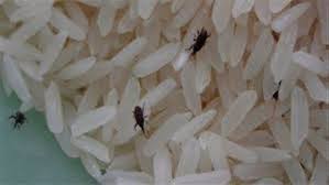الغرامة ثلاثة آلاف دينار لـ (مول كبير) لتداوله أرز مسوس غير صالح للاستهاك البشري ..!!