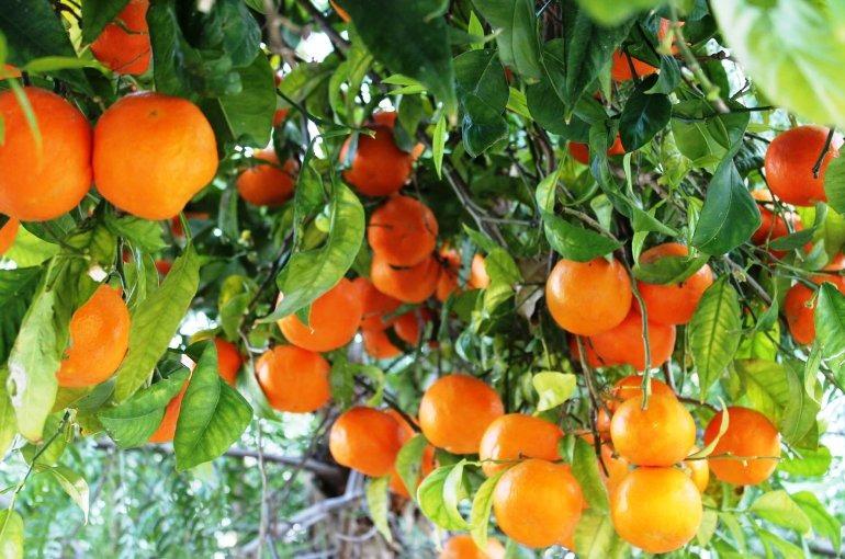 نواب يطالبون بوقف استيراد البرتقاليات