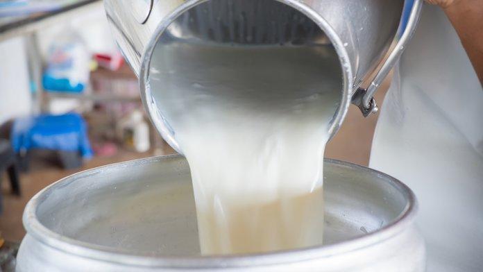 نحو 900 طن الانتاج اليومي للاردن يوميا من الحليب الطازج