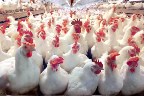 العوران: سقوف الدجاج ستُنهي صغار المزارعين