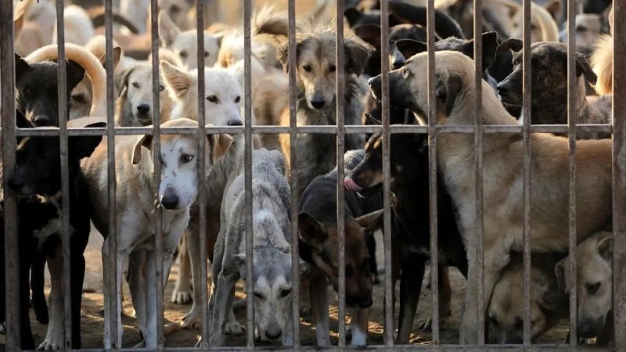 الأردن.. بلدية كبرى توقع اتفاقية لإنشاء أول مأوى للكلاب الضالة