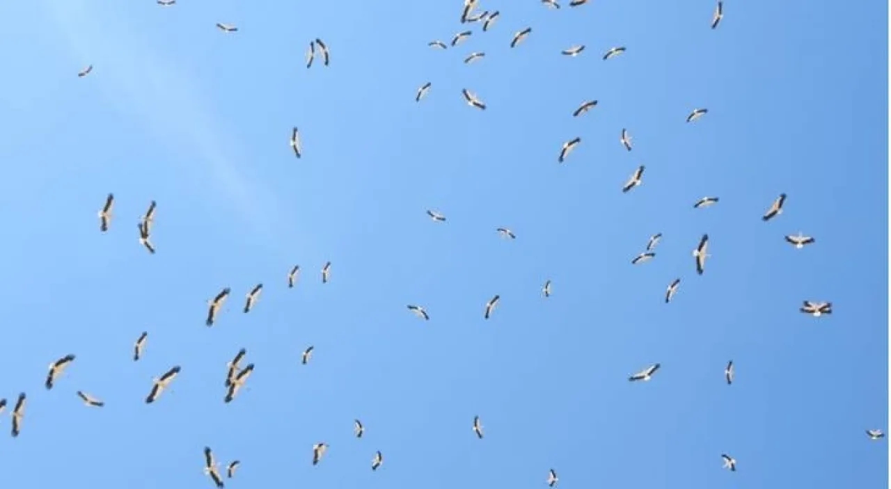 10 ملايين طائر مهاجر يعبرون سماء الأردن سنويا