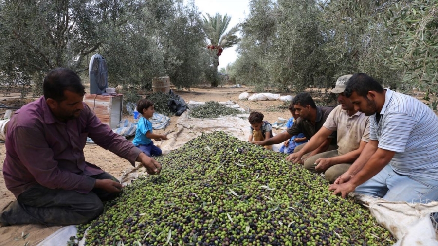 الذهب الأخضر بين الذاكرة والغلاء: موسم الزيتون الذي انقلبت موازينه