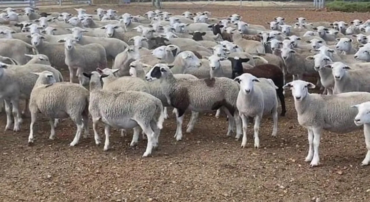 الأردن يوقف تصدير الخراف الحية لدول الجوار خلال شهر رمضان