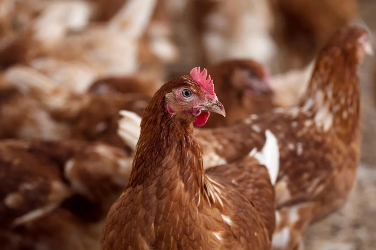 جمجوم: الدواجن في الأردن متوفرة والأسعار ثابتة